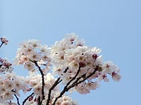 花見幹事の株をあげるカードゲームベスト５