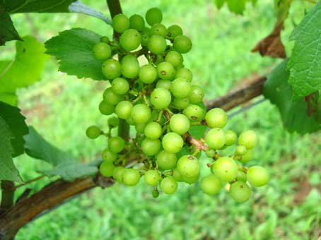 小淵沢でワインを造る女性＜前編＞