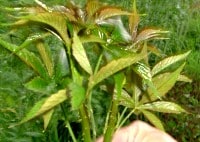 鬱陶しい花粉症にはこれだ！　甜茶でぶっ飛ばせ♪