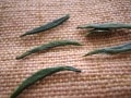 中国茶の分類：六大分類（１）