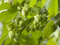大人の味？　ホップの苦味の強いビール