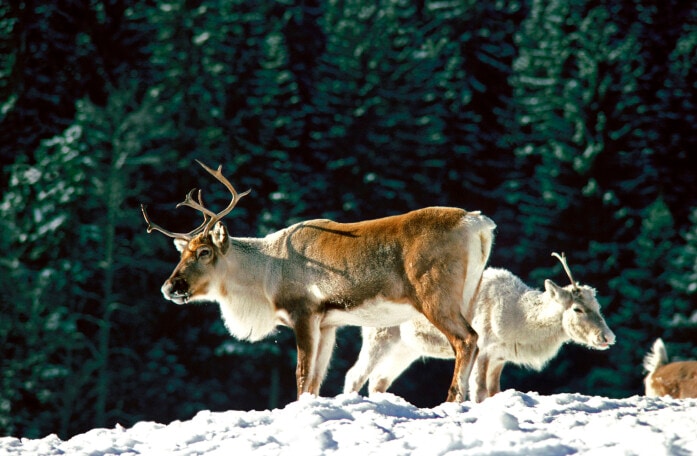 クリスマス、真っ赤なお鼻のトナカイの感動秘話！ [暮らしの歳時記