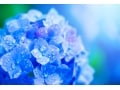 【2025年】梅雨入り・梅雨明けの時期はいつ？ 入梅との違いと新平年値、梅仕事・湿気対策に役立つ知恵も紹介