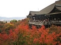 ぎりぎり間に合う京都の紅葉