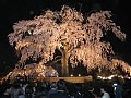 外国人パートナーと行く桜の名所＜京都編＞