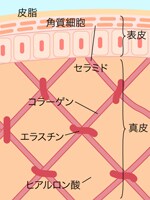 画像の代替テキスト