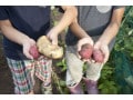 芋掘りのねらいとは？　子どもにとっての意義とさつまいも豆知識