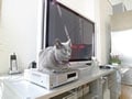 テレビ設置のコツ(画面サイズと適正視聴距離）