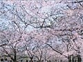 Photoshop Elementsで桜の花を満開にしよう