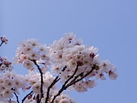 部下に慕われる花見での会話術