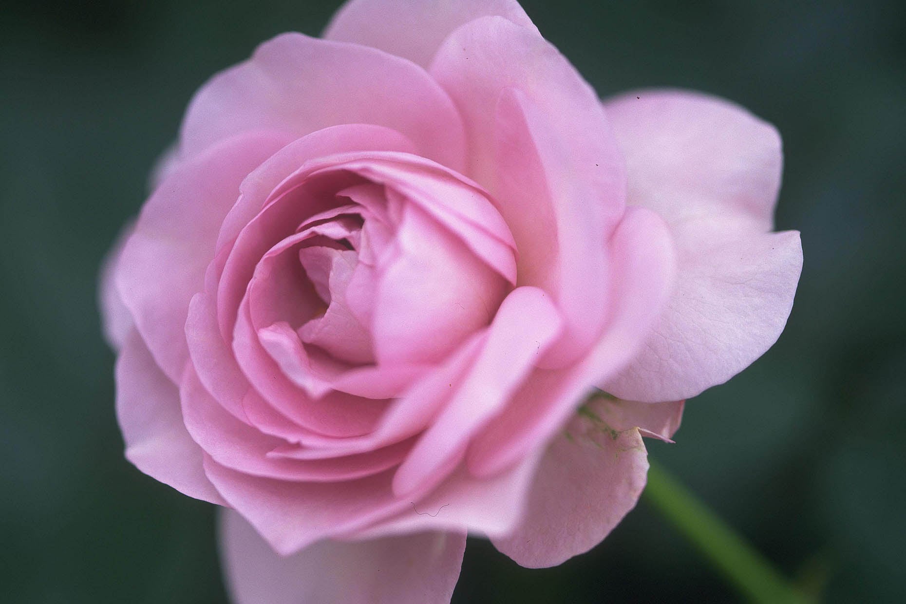 バラの花