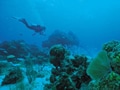 海外就職役立つ資格（8）　ダイビング資格で海外就職！
