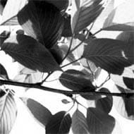 新卒のコンサルキャリアを考える