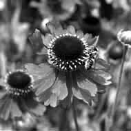 女性コンサルタントの働き方