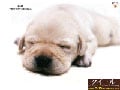盲導犬クイールをご存知ですか