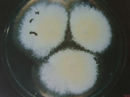白癬菌