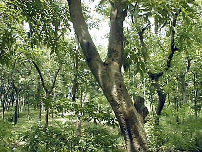 アトピーでも山に行けるの？