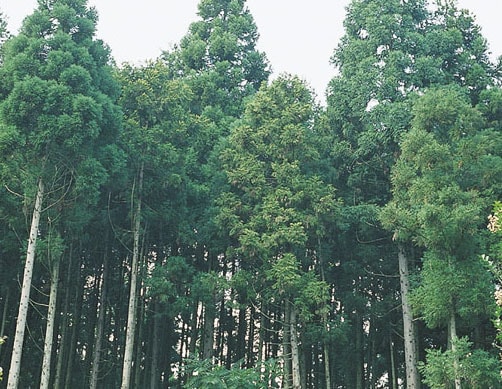 アトピーの基礎知識　アトピーと花粉症