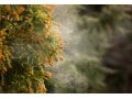 眠くなりにくい花粉症の薬の選び方…眠気と薬の関係