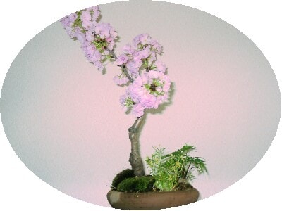 山桜と春の花の寄せ植え　ベッドで楽しむ小さなお花見