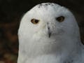 あなたの睡眠はヒバリ型？ フクロウ型？