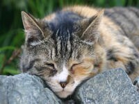 「2000ピクセル以上のフリー写真素材集」