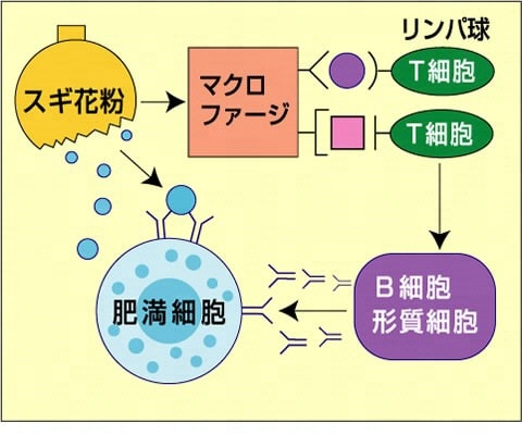 花粉症が起きるメカニズム