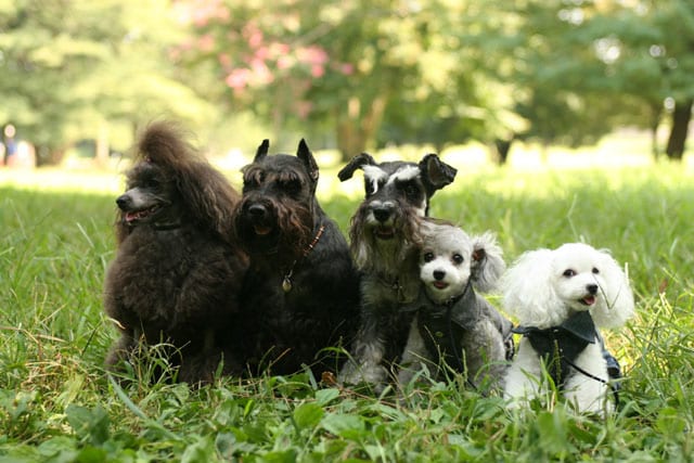 大切な家族、ペットと一緒に賃貸に住む