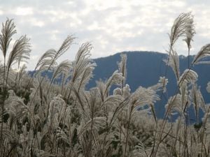 箱根の最新リゾート事情　仙石原エリア