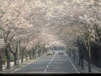 伊豆高原