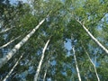 子供たちとひと夏を過ごす、蓼科の別荘