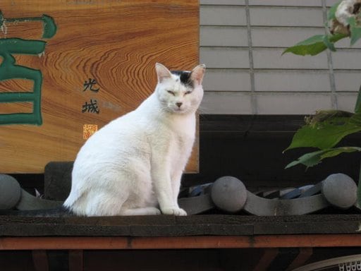 猫の多い街は住みやすい？　住みにくい？