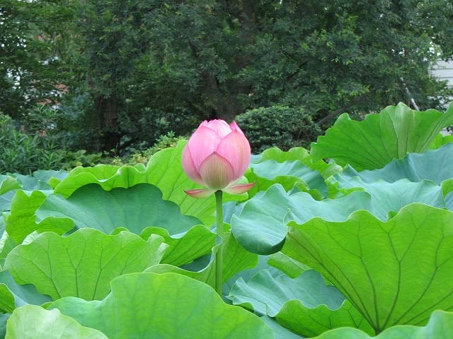 平均寿命を超えて長生きできる街はどこだ？