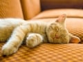 ヒトとはこんなに違う！ 動物たちの不思議な眠り