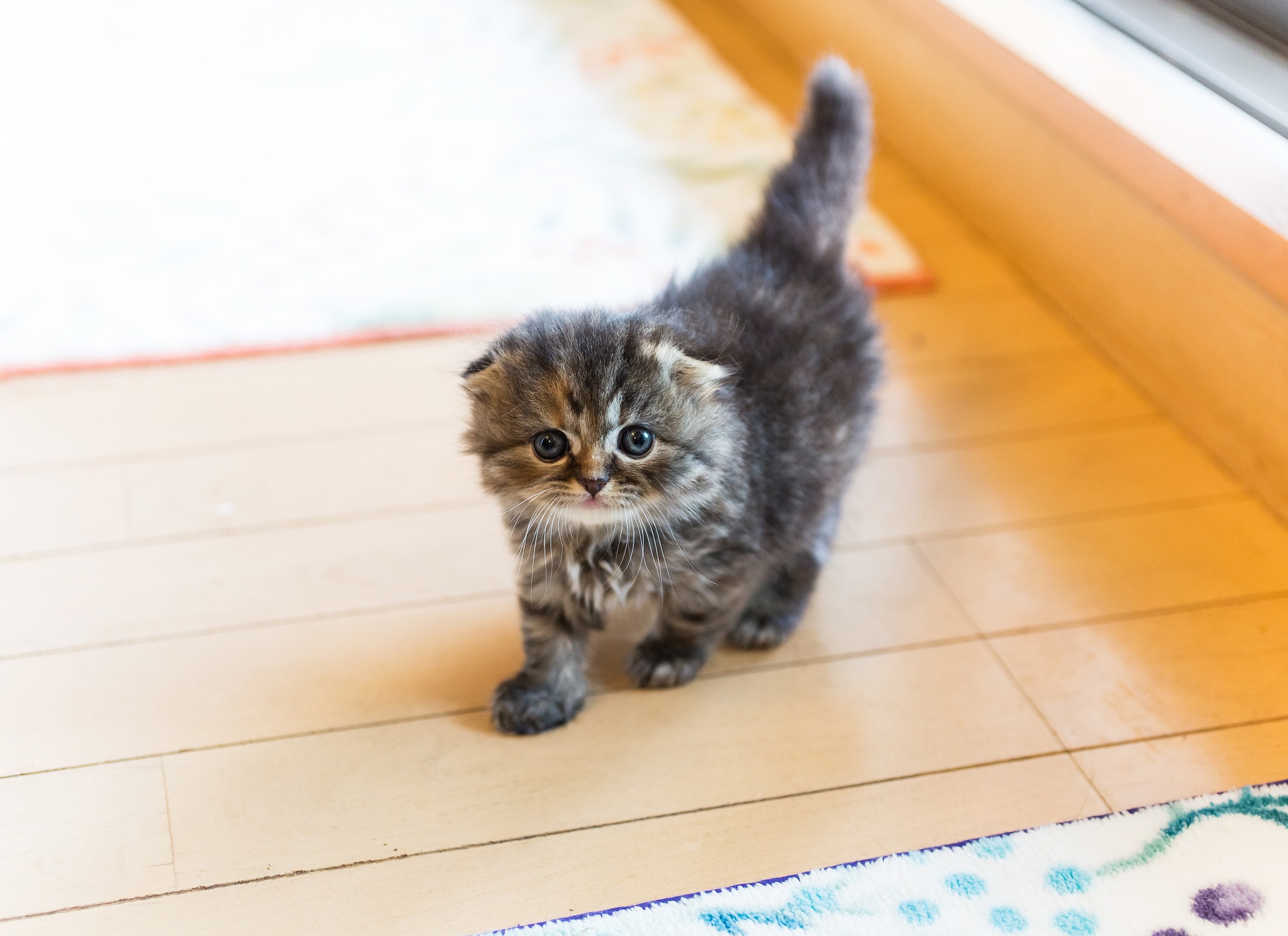 健康な猫の見分け方とは？猫のタイプ別性質と選び方 [猫] All About