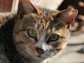 野良猫の迷惑と地域猫の考え方