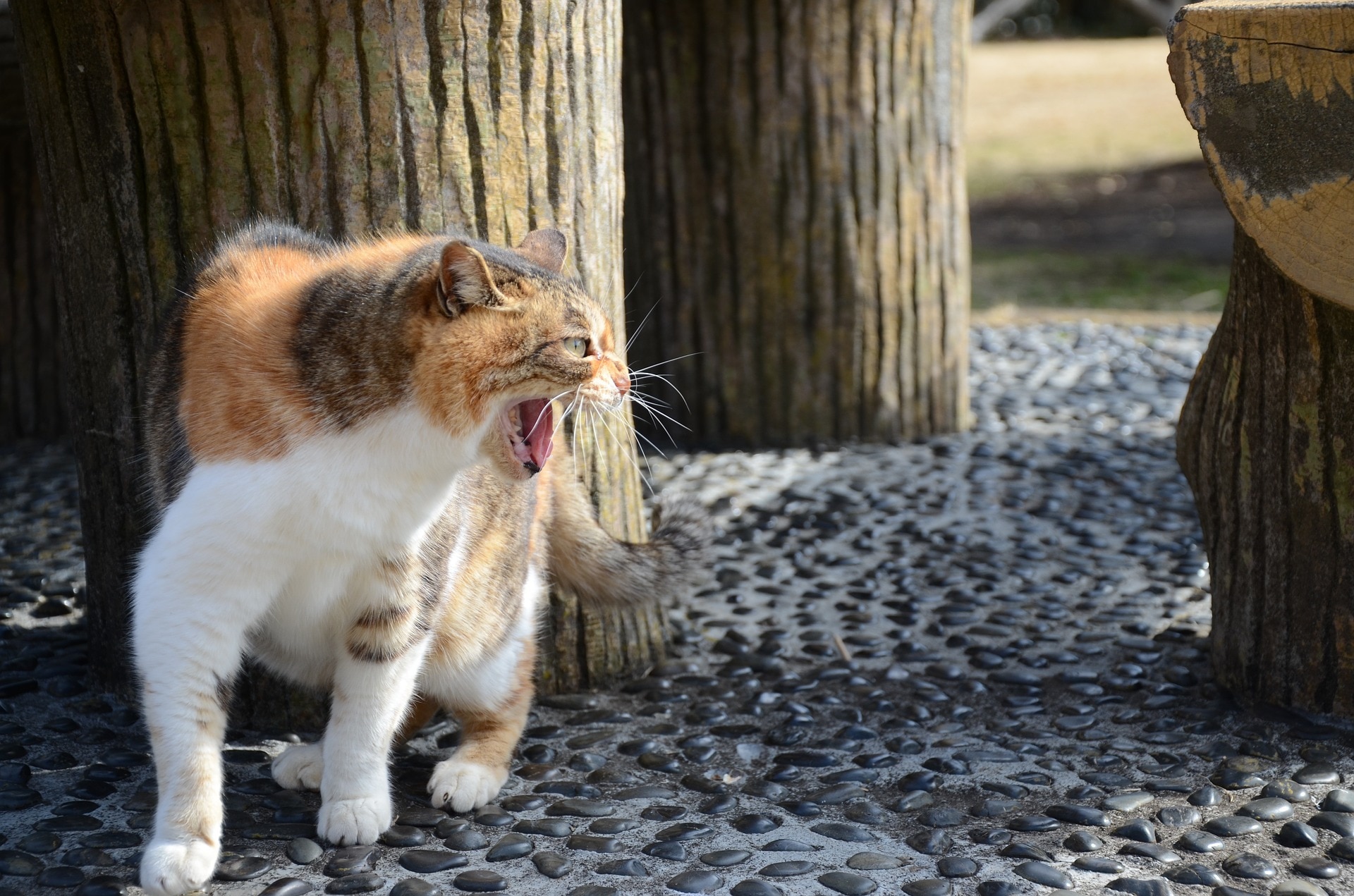 車や花壇に猫が来なくなる！習性を利用した猫よけ法8つ [猫] All