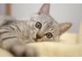 猫がぐったりした時の見分け方……体調不良？具合が悪い？