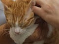 猫に必要なワクチン