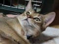 猫の去勢と避妊