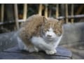 痩せるのは高齢猫・老猫のサイン？ ケアと過ごし方のアドバイス