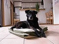 愛犬の写真を上手に撮る方法