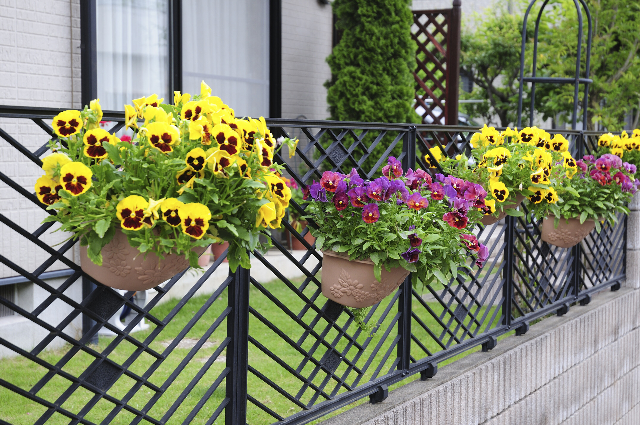 ハンギングバスケットの作り方……オリジナル作品に挑戦！ [ガーデニング  