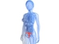子宮後屈の症状・原因・治療法