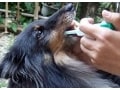 犬への薬の飲ませ方～カプセル薬・錠剤・粉薬・水薬～
