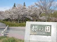 桜の園