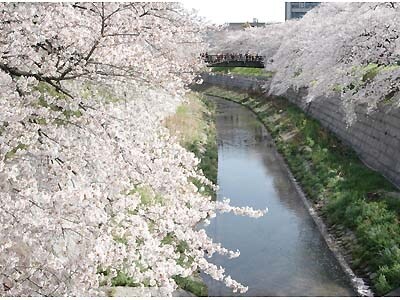 山崎川