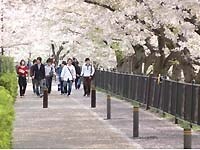 山崎川