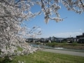 金沢の桜