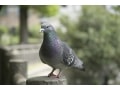 鳩のフン掃除を業者ではなく自分でやるなら！用意するもの・掃除手順